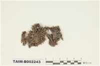 藏品(紫萼苔屬)的圖片